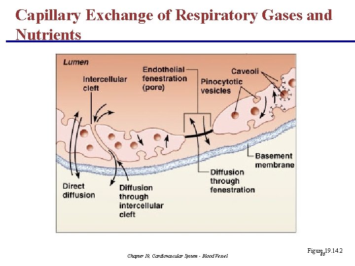 Capillary Exchange of Respiratory Gases and Nutrients Chapter 19, Cardiovascular System - Blood Vessel