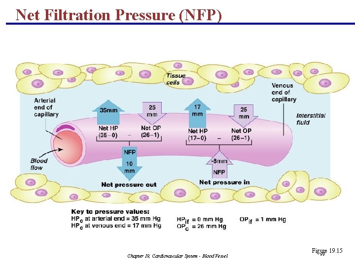 Net Filtration Pressure (NFP) Chapter 19, Cardiovascular System - Blood Vessel Figure 19. 15 Net Filtration Pressure (NFP) Chapter 19, Cardiovascular System - Blood Vessel Figure 19. 15