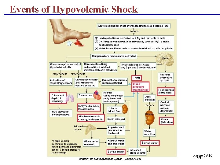 Events of Hypovolemic Shock Chapter 19, Cardiovascular System - Blood Vessel Figure 19. 16