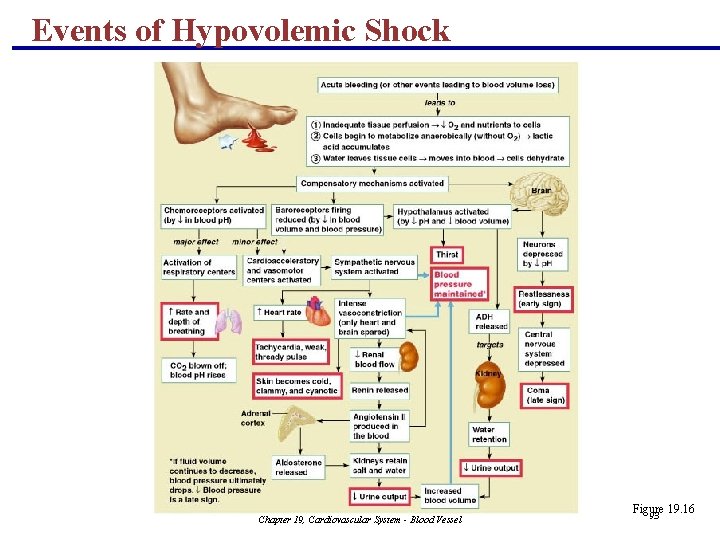 Events of Hypovolemic Shock Chapter 19, Cardiovascular System - Blood Vessel Figure 19. 16 Events of Hypovolemic Shock Chapter 19, Cardiovascular System - Blood Vessel Figure 19. 16
