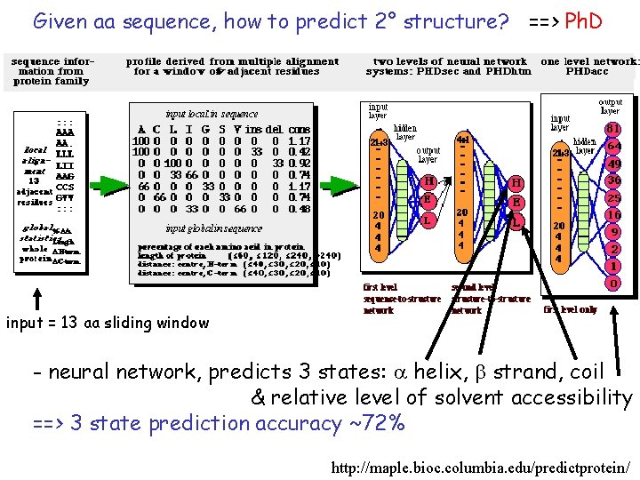 Given aa sequence, how to predict 2° structure? ==> Ph. D input = 13