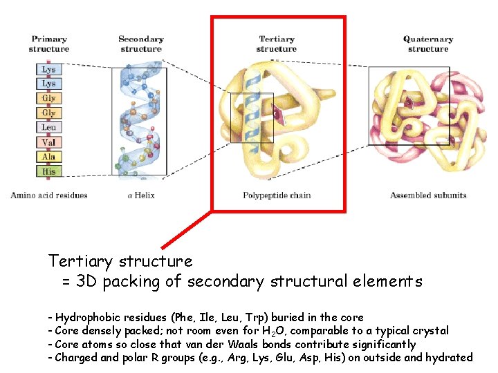 Tertiary structure = 3 D packing of secondary structural elements - Hydrophobic residues (Phe,