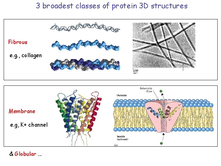 3 broadest classes of protein 3 D structures Fibrous e. g. , collagen Membrane