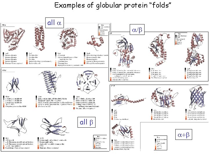 Examples of globular protein “folds” all a a/b all b a+b 