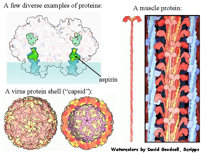 A few diverse examples of proteins: A muscle protein: aspirin A virus protein shell