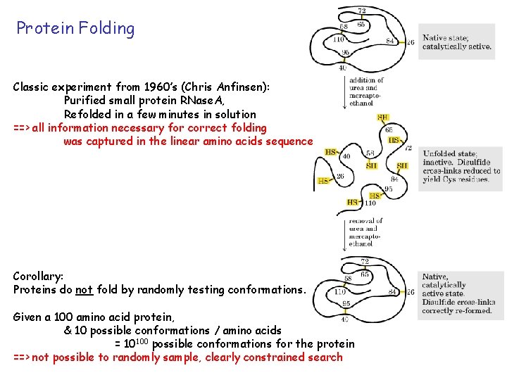 Protein Folding Classic experiment from 1960’s (Chris Anfinsen): Purified small protein RNase. A, Refolded