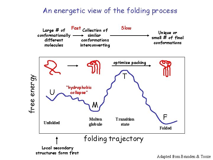 An energetic view of the folding process Fast Collection of Large # of conformationally