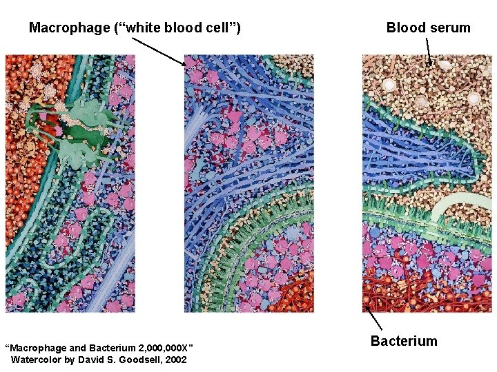 Macrophage (“white blood cell”) “Macrophage and Bacterium 2, 000 X” Watercolor by David S.