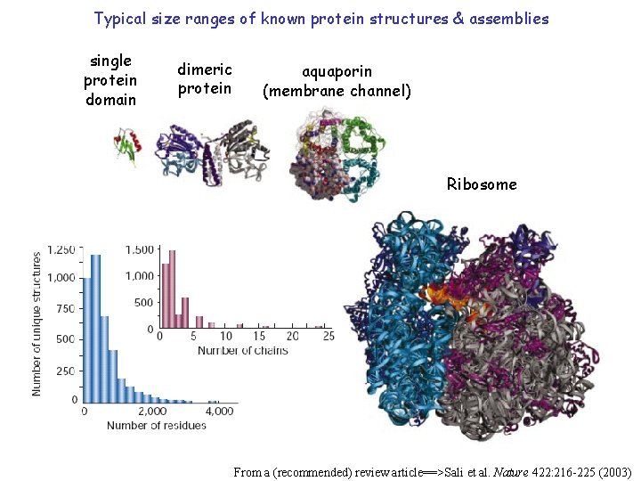 Typical size ranges of known protein structures & assemblies single protein domain dimeric protein