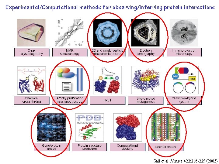 Experimental/Computational methods for observing/inferring protein interactions Sali et al. Nature 422: 216 -225 (2003)