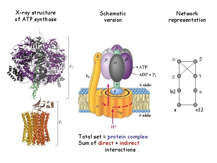 X-ray structure of ATP synthase Schematic version Network representation a b d g b
