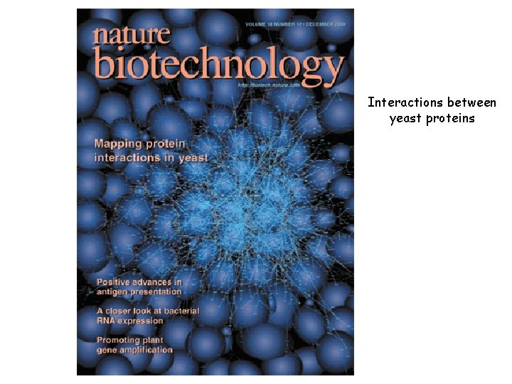 Interactions between yeast proteins 