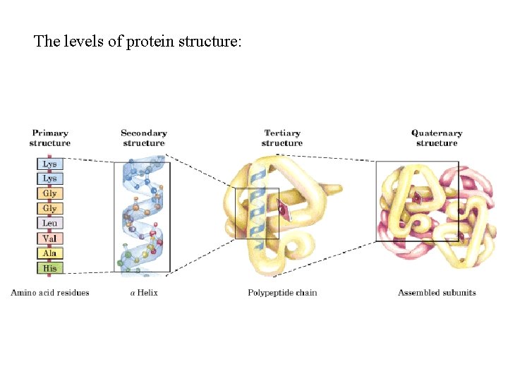 The levels of protein structure: 