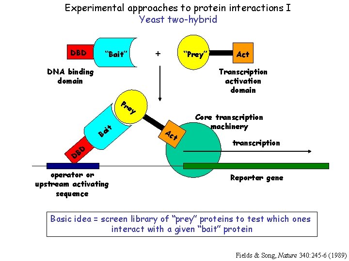 Experimental approaches to protein interactions I Yeast two-hybrid DBD + “Bait” “Prey” DNA binding