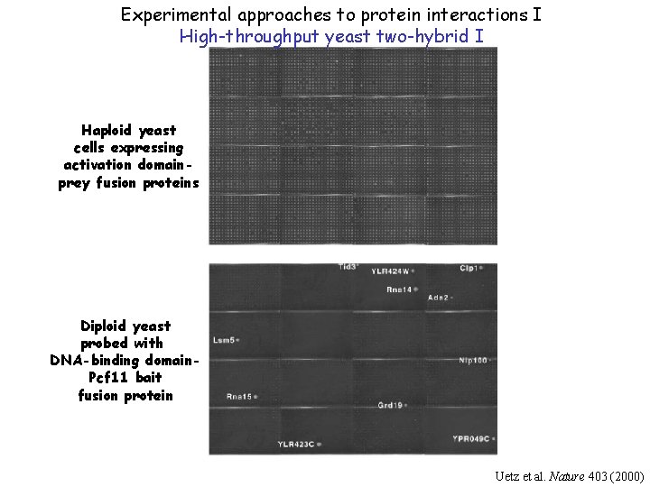 Experimental approaches to protein interactions I High-throughput yeast two-hybrid I Haploid yeast cells expressing