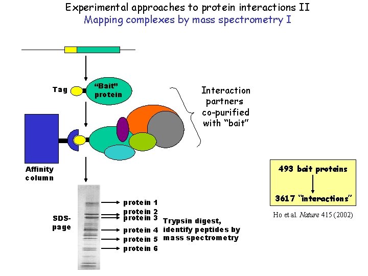 Experimental approaches to protein interactions II Mapping complexes by mass spectrometry I Tag “Bait”