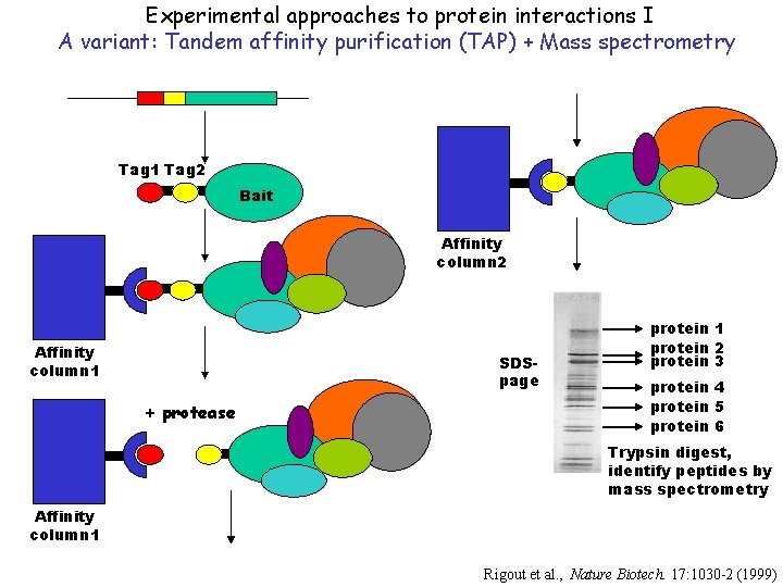 Experimental approaches to protein interactions I A variant: Tandem affinity purification (TAP) + Mass