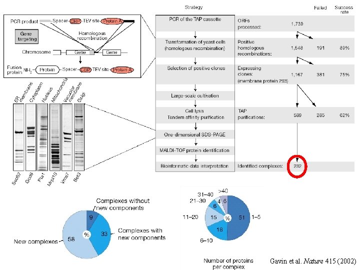 Gavin et al. Nature 415 (2002) 