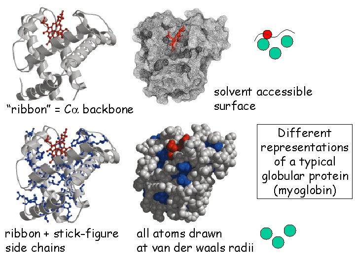 “ribbon” = Ca backbone solvent accessible surface Different representations of a typical globular protein