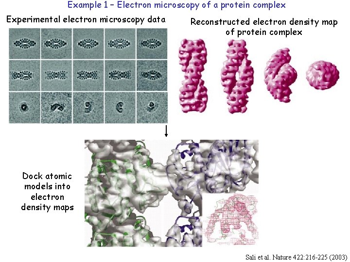 Example 1 – Electron microscopy of a protein complex Experimental electron microscopy data Reconstructed