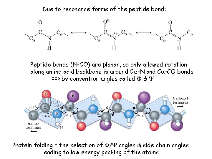 Due to resonance forms of the peptide bond: Peptide bonds (N-CO) are planar, so