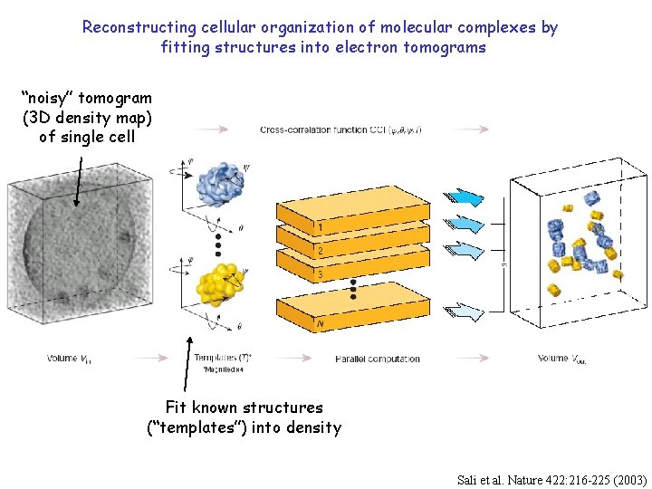 Reconstructing cellular organization of molecular complexes by fitting structures into electron tomograms “noisy” tomogram