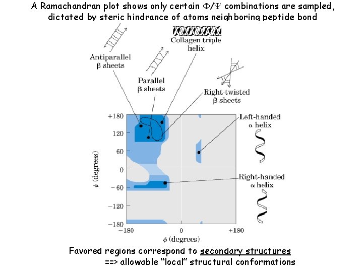 A Ramachandran plot shows only certain F/Y combinations are sampled, dictated by steric hindrance