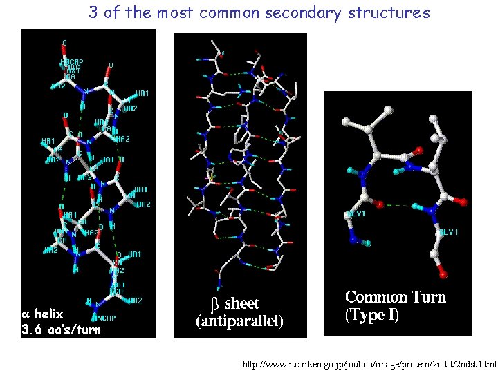 3 of the most common secondary structures a helix 3. 6 aa’s/turn http: //www.