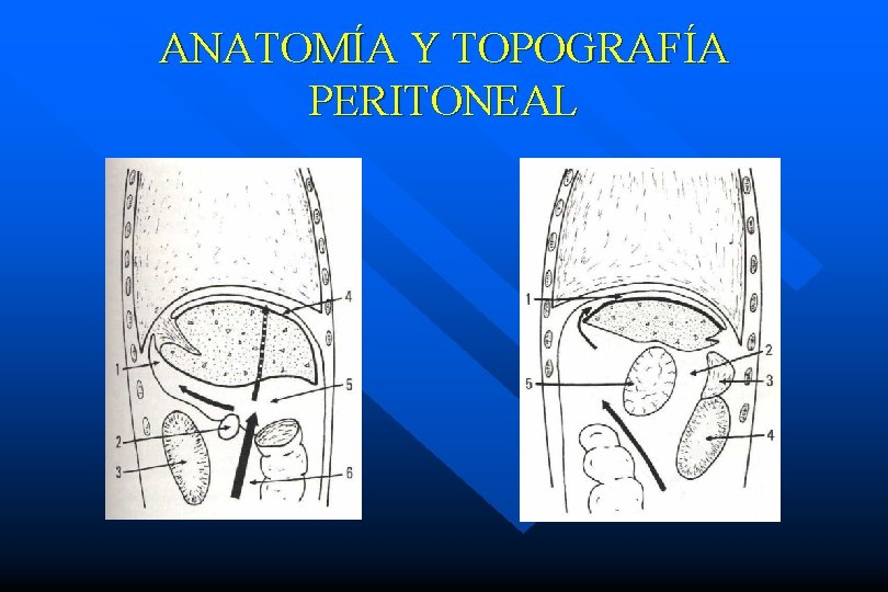 ANATOMÍA Y TOPOGRAFÍA PERITONEAL 