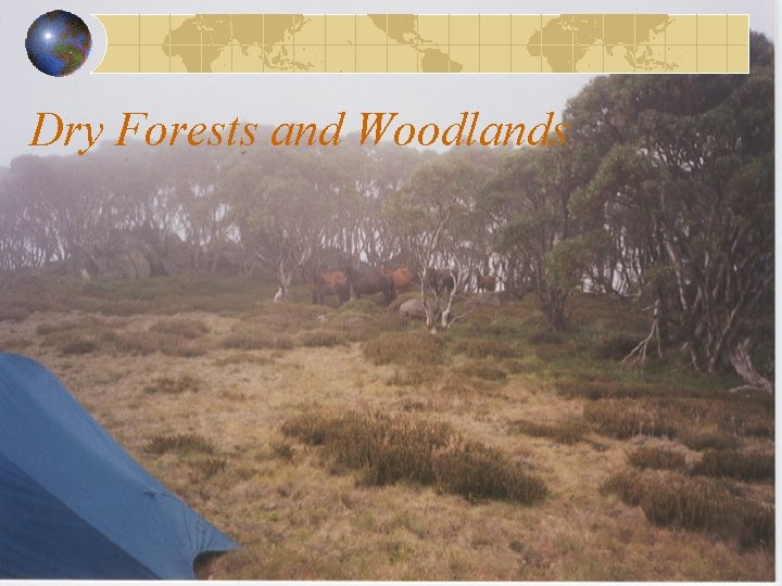 Dry Forests and Woodlands 