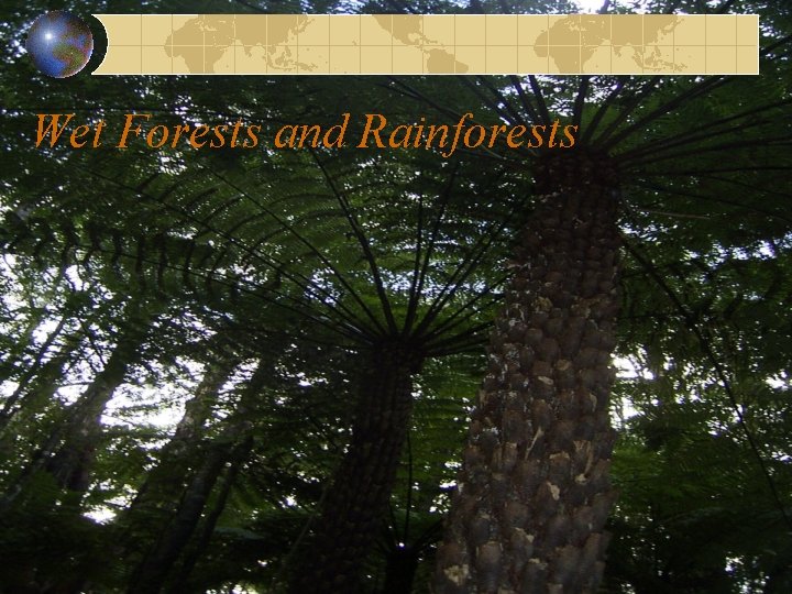 Wet Forests and Rainforests 