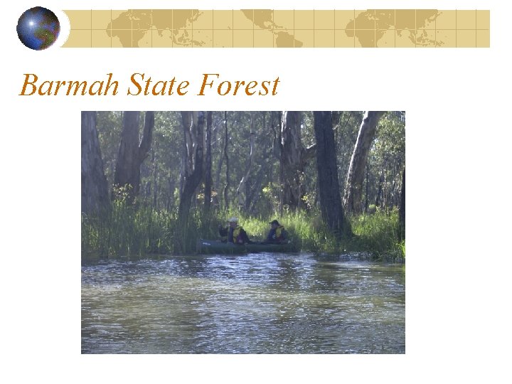 Barmah State Forest 