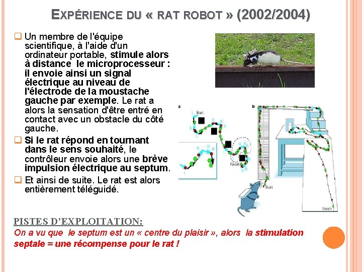 EXPÉRIENCE DU « RAT ROBOT » (2002/2004) q Un membre de l'équipe scientifique, à