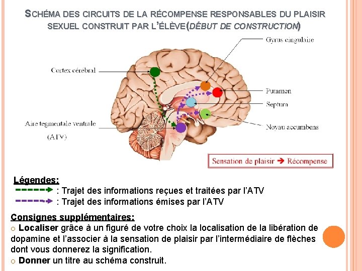 SCHÉMA DES CIRCUITS DE LA RÉCOMPENSE RESPONSABLES DU PLAISIR SEXUEL CONSTRUIT PAR L’ÉLÈVE (DÉBUT