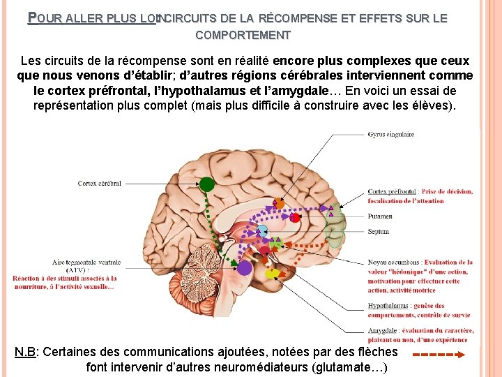 POUR ALLER PLUS LOIN : CIRCUITS DE LA RÉCOMPENSE ET EFFETS SUR LE COMPORTEMENT