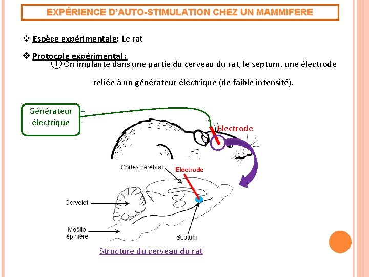 EXPÉRIENCE D’AUTO-STIMULATION CHEZ UN MAMMIFERE v Espèce expérimentale: Le rat v Protocole expérimental :