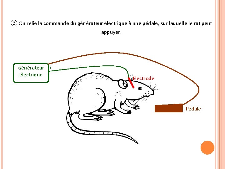 ② On relie la commande du générateur électrique à une pédale, sur laquelle le