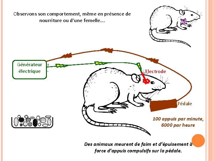 Observons son comportement, même en présence de nourriture ou d’une femelle…. Générateur + électrique