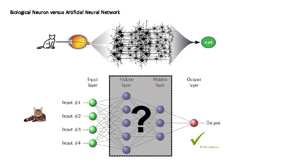 Biological Neuron versus Artificial Neural Network ? 