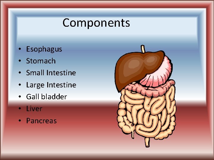 Components • • Esophagus Stomach Small Intestine Large Intestine Gall bladder Liver Pancreas 