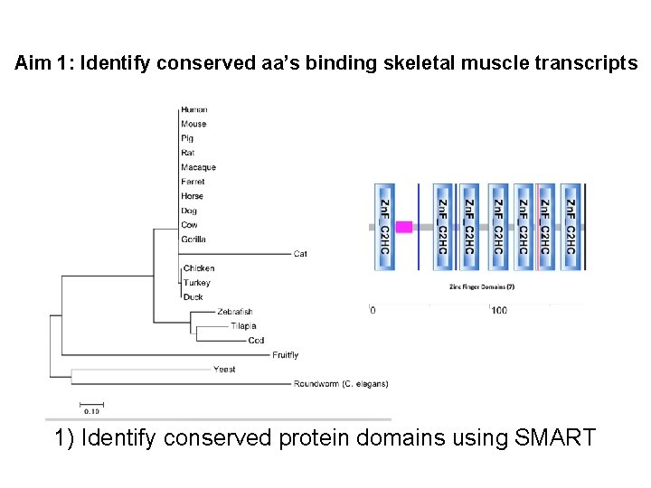 Aim 1: Identify conserved aa’s binding skeletal muscle transcripts 1) Identify conserved protein domains