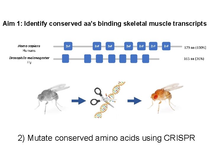 Aim 1: Identify conserved aa’s binding skeletal muscle transcripts 2) Mutate conserved amino acids