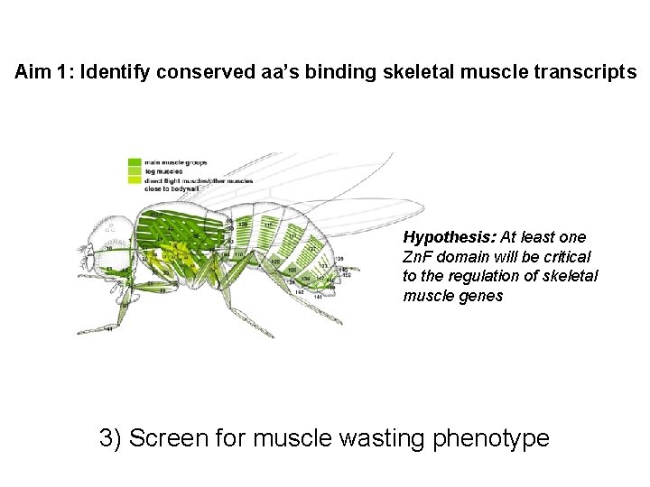 Aim 1: Identify conserved aa’s binding skeletal muscle transcripts Hypothesis: At least one Zn.