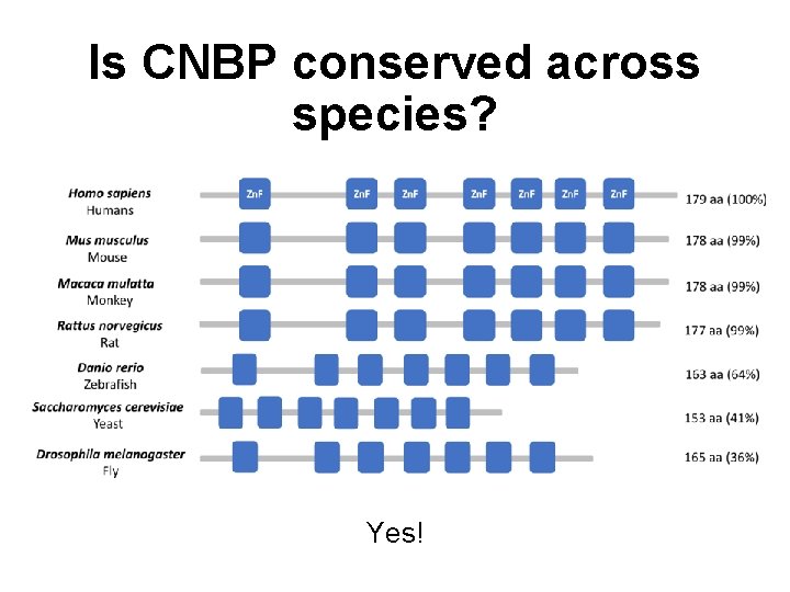 Is CNBP conserved across species? Yes! 