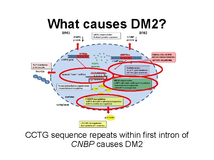 What causes DM 2? CCTG sequence repeats within first intron of CNBP causes DM