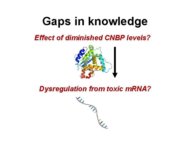 Gaps in knowledge Effect of diminished CNBP levels? Dysregulation from toxic m. RNA? 