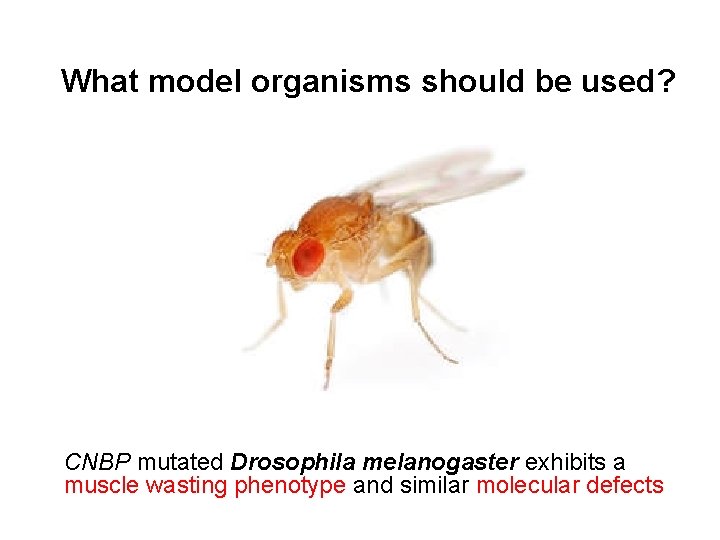 What model organisms should be used? CNBP mutated Drosophila melanogaster exhibits a muscle wasting