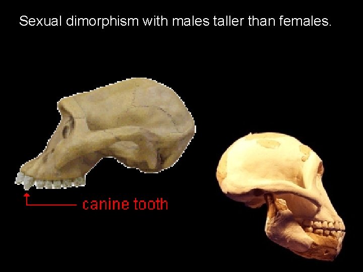 Sexual dimorphism with males taller than females. 10 