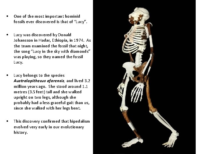 Australopithecus - an ape who walked on two legs • One of the most