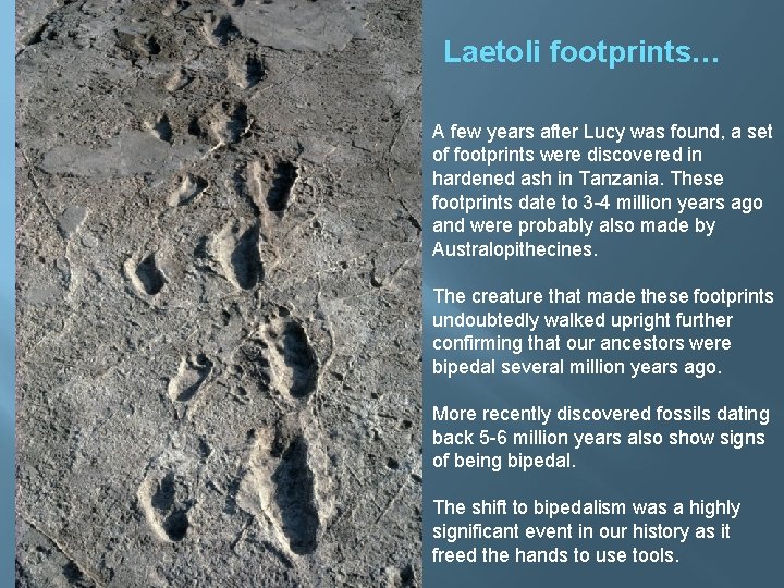 Laetoli footprints… A few years after Lucy was found, a set of footprints were